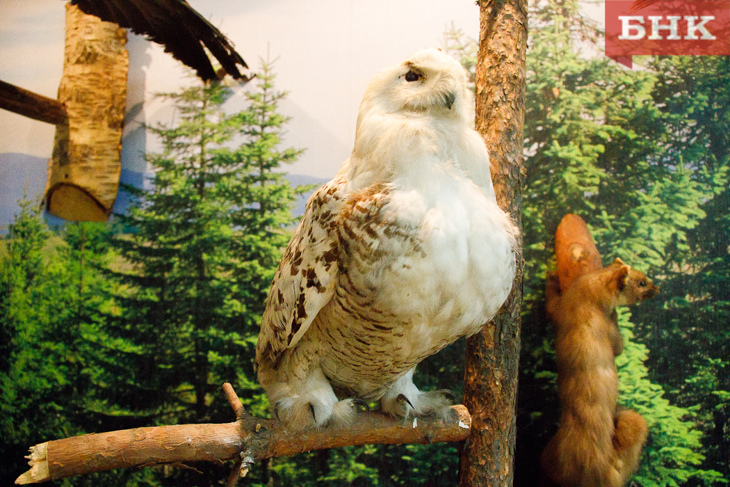 Тест БНК: узнаем больше о птицах нацпарка «Койгородский»